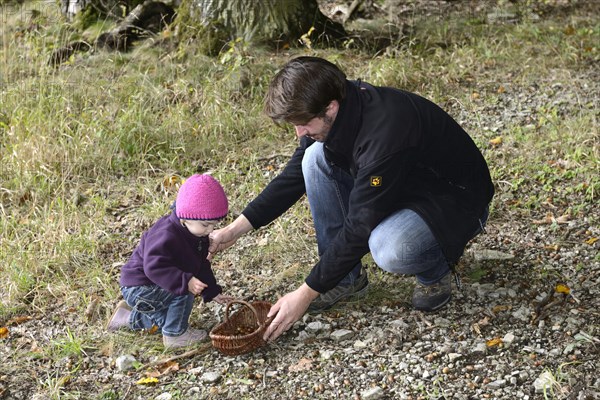 Collecting acorns