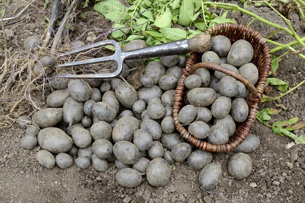 Potatoes