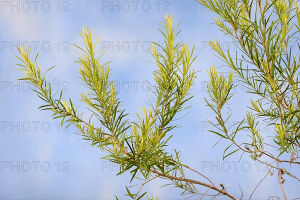 Tea tree