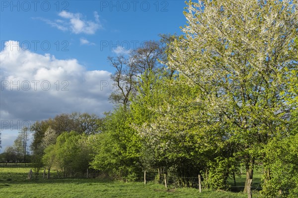 Blooming hedgerow landscape