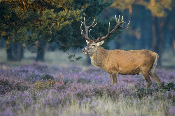 Red deer