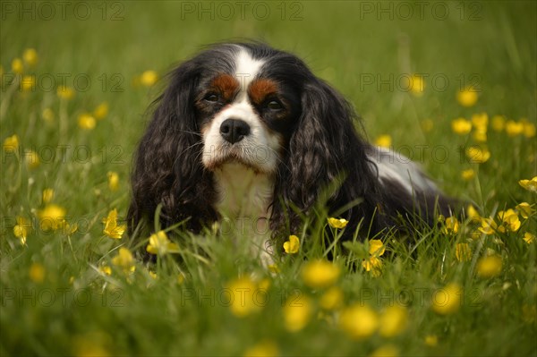 Cavalier King Charles Spaniel