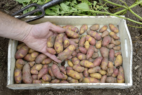 Potatoes