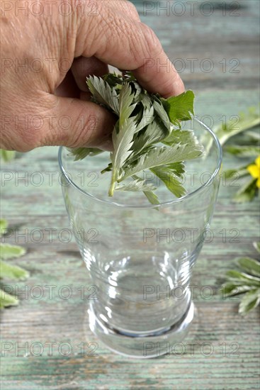Production Goose milk