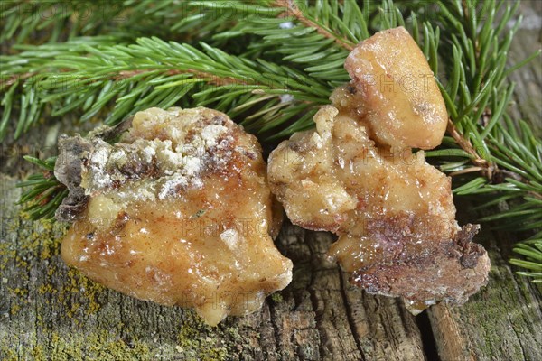 Spruce resin