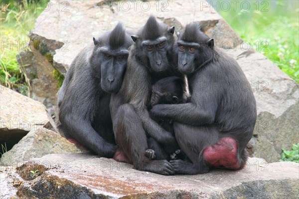 Celebes Crested Macaques