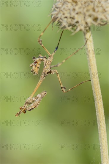 Crested grasshopper