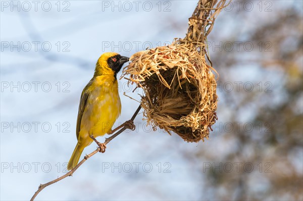 Southern Masked Weaver