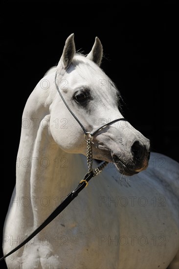 Arabian thoroughbred