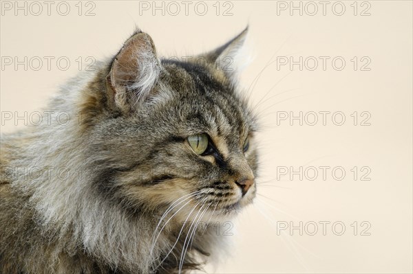 Norwegian Forest Cat