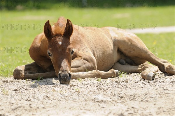 Arabian thoroughbred