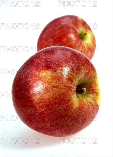 Malus domestica