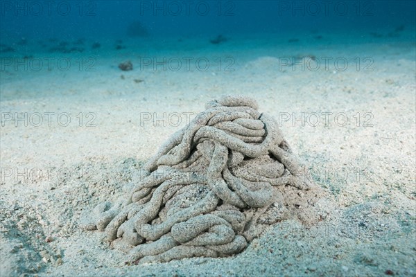 Excretions of a sea cucumber
