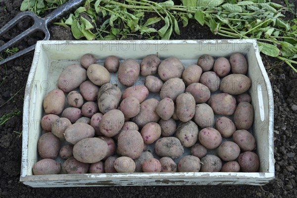 Potatoes