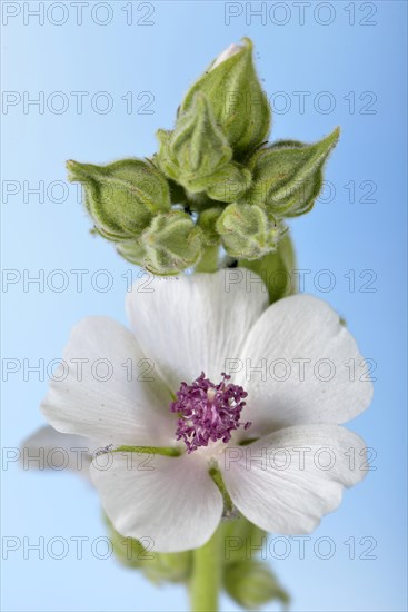 Althaea officinalis
