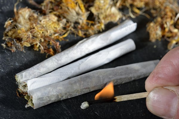Coltsfoot-cigarettes