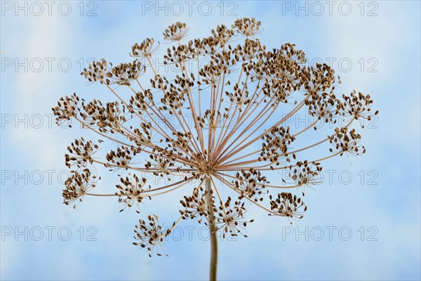 Dill