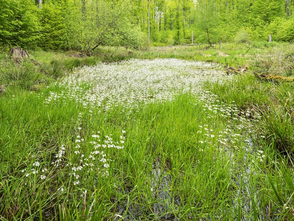 Small kettle moor