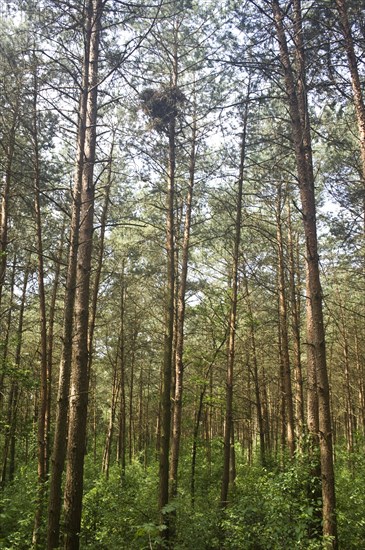 Eyrie of the goshawk