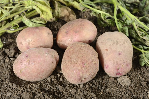 Potatoes