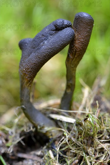 Dead man's fingers