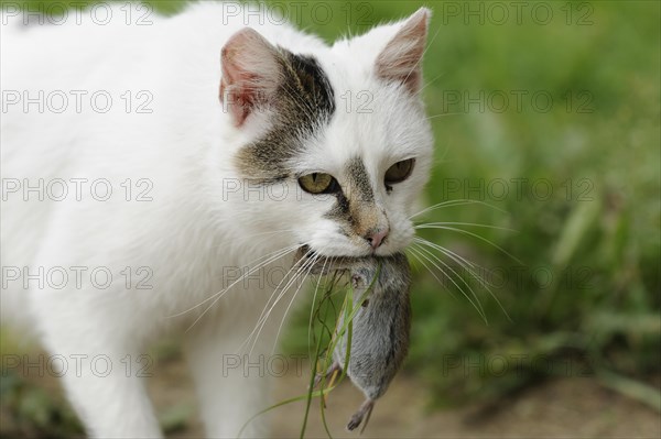 House cat with captured mouse