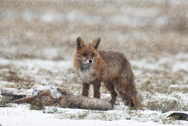 Fox