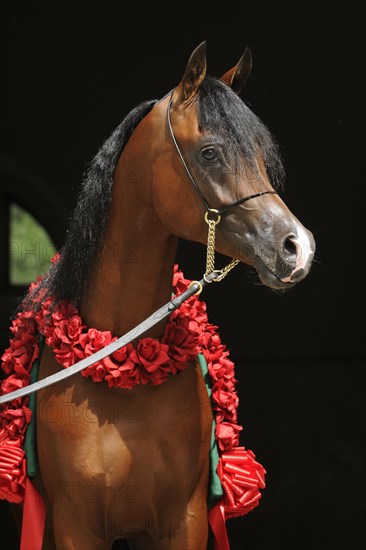 Arabian thoroughbred