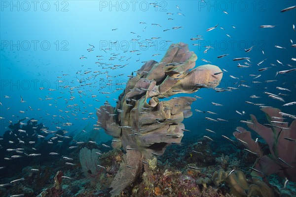 Elephant ear sponge in reef