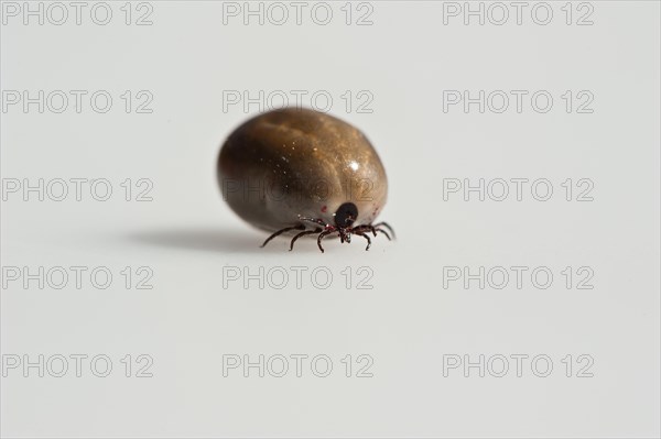 Wood tick