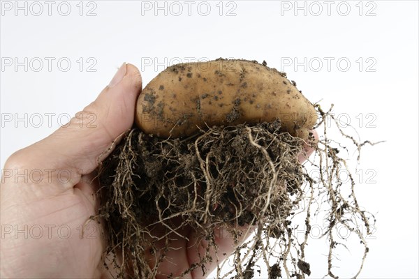 Potatoes