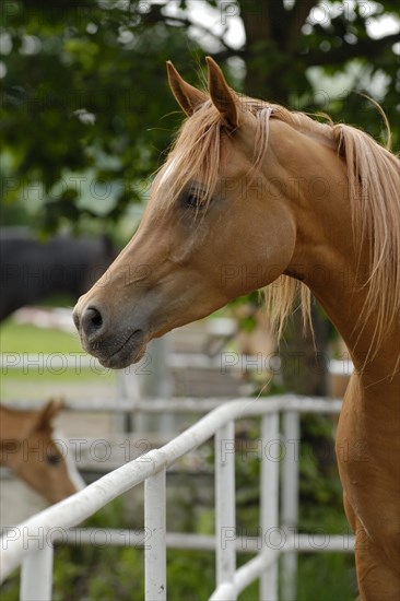 Arabian thoroughbred