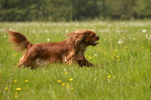 Cavalier King Charles Spaniel