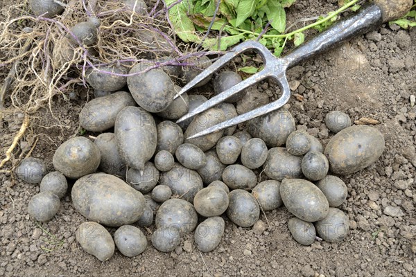 Potatoes
