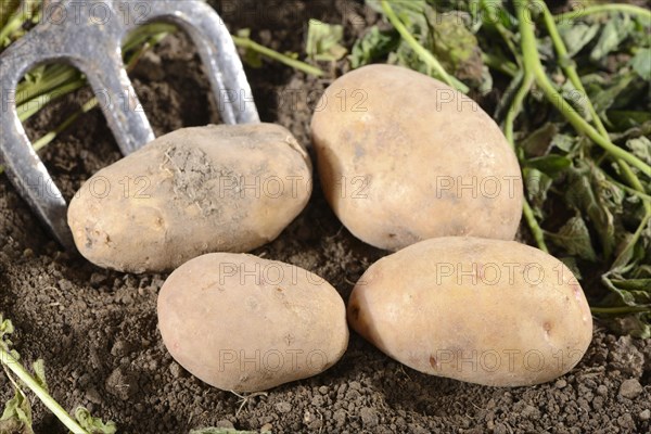 Potatoes