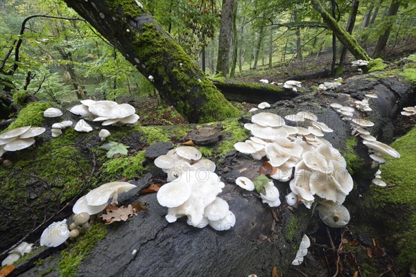 Porcelain fungus