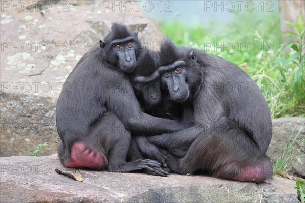 Celebes Crested Macaques