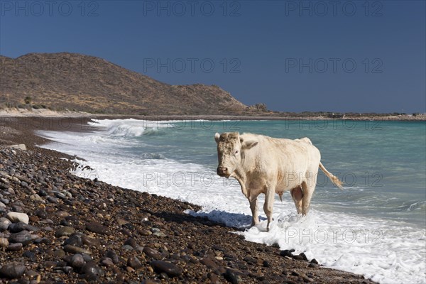 Cattle on the beach of Cabo Pulmo