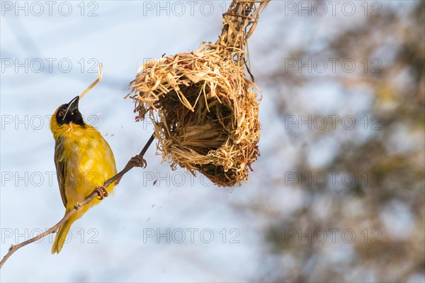 Southern Masked Weaver
