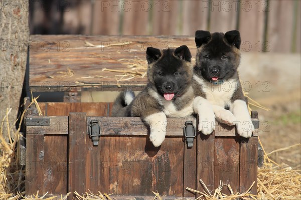 American Akita puppies