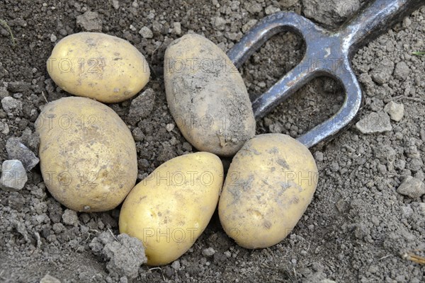 Potatoes
