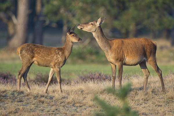 Red deer
