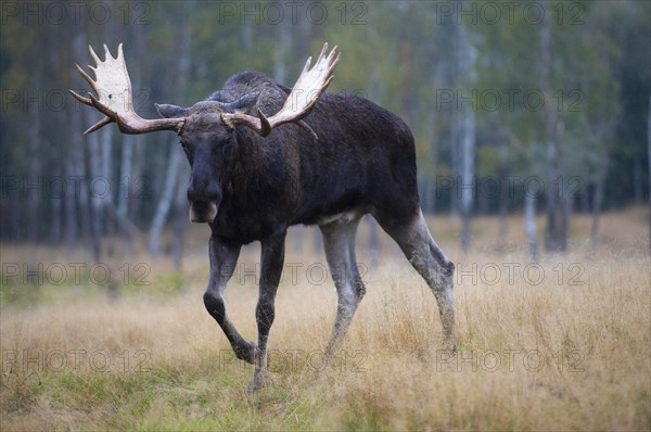 Elk