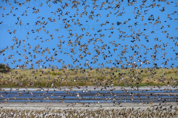 European golden plover