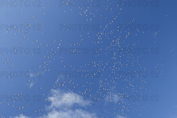 Snow geese