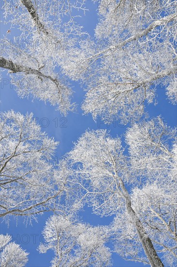 Tree tops of deep snow covered beech forest against blue sky in Neuchatel Jura