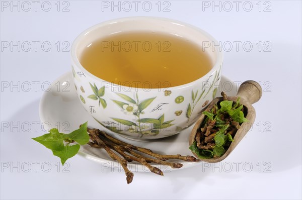 Cup black poplar bud tea