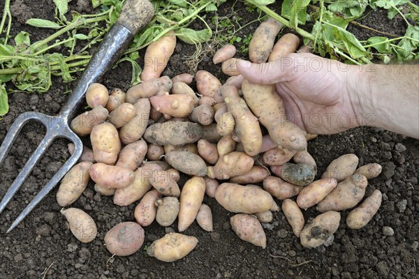 Potatoes