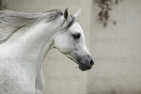 Arabian thoroughbred