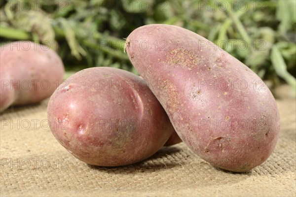 Potatoes